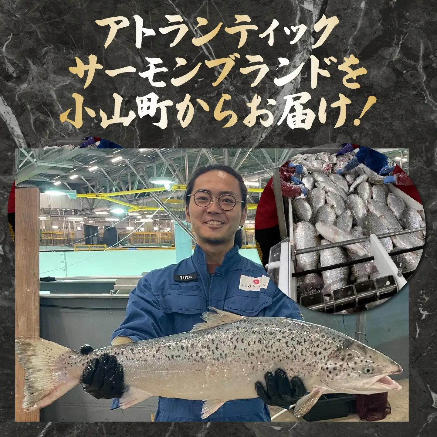 小山町産 アトランティックサーモン アラ×4P 約1kg 国産サーモン