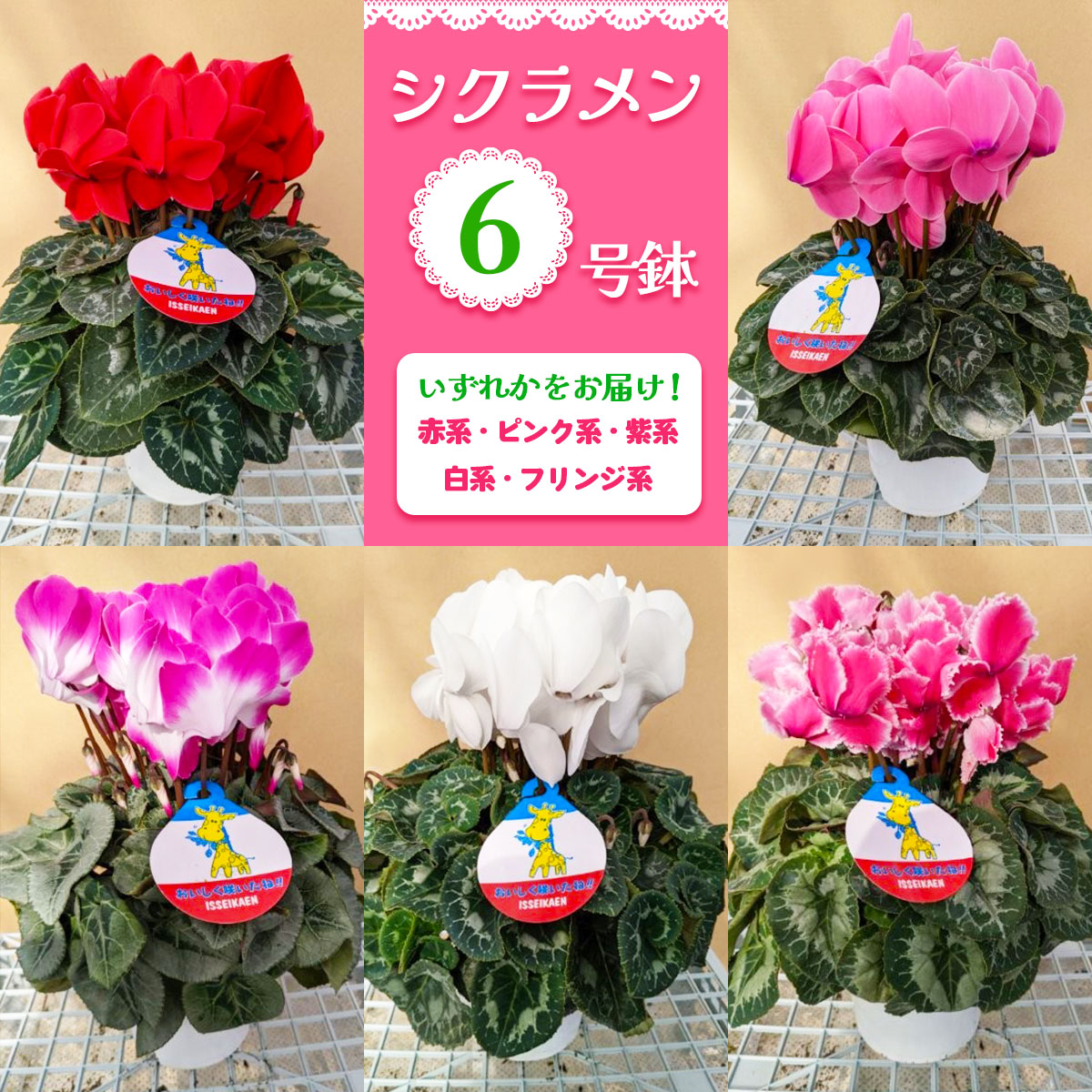 シクラメン 6号鉢 (赤系・ピンク系・紫系・白系・フリンジ系のいずれか)｜シクラメン 花 鉢花 鉢植え ギフト プレゼント 贈り物 記念日 イベント 季節限定 日光市 イッセイ花園 [0747]