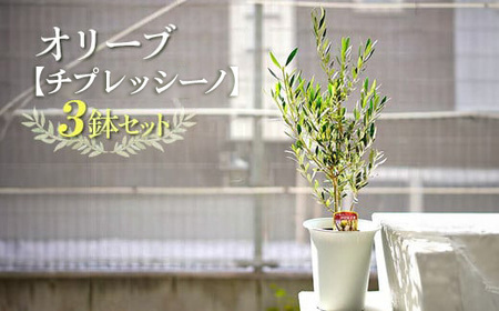 【3鉢セット】オリーブの木 品種：チプレッシーノ 6号鉢 シンボルツリー ※離島への配送不可_FC15