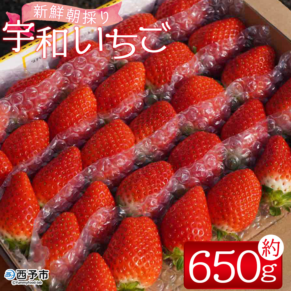 ＜農家厳選 新鮮朝採り 宇和いちご 1箱（約650g）＞イチゴ 苺 果物 フルーツ くだもの ストロベリー かおりの 直送 愛媛県 西予市