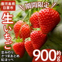 【ふるさと納税】＜先行予約受付中！＞ 鹿児島県産生いちご「恋みのり・さつまおとめ・紅ほっぺ」からお届け！(計約900g・450g×2P×1箱) 国産 九州産 苺 イチゴ フルーツ 果物 果実 楽天限定【片平観光農園】