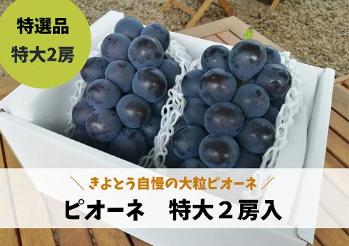 
            KF-B006【きよとうファーム】特選 種なしピオーネ２房入/計1.3kg~ (岡山県産)
          