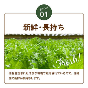 レタス ピュアリーフ 6個入り リーフレタス 栽培期間中 無農薬 新鮮 サラダ 最新植物工場レタス