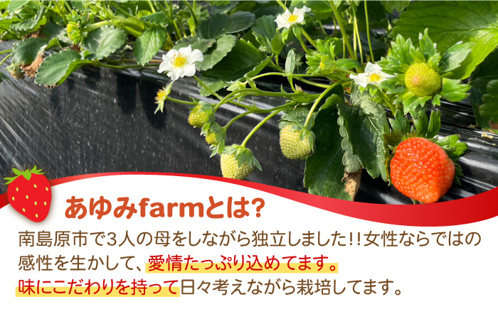 【2025年1月〜発送】南島原産 いちご 「恋みのり」約260g×4P / イチゴ 苺 フルーツ 果物 / 南島原市 / あゆみfarm [SFF001]