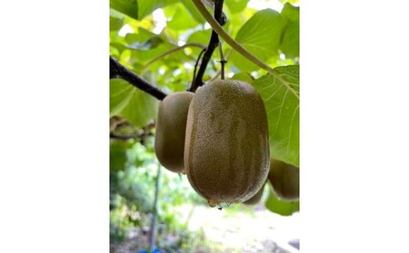 キウイフルーツ 黄金甘露 あぶ町産 約1.9kg