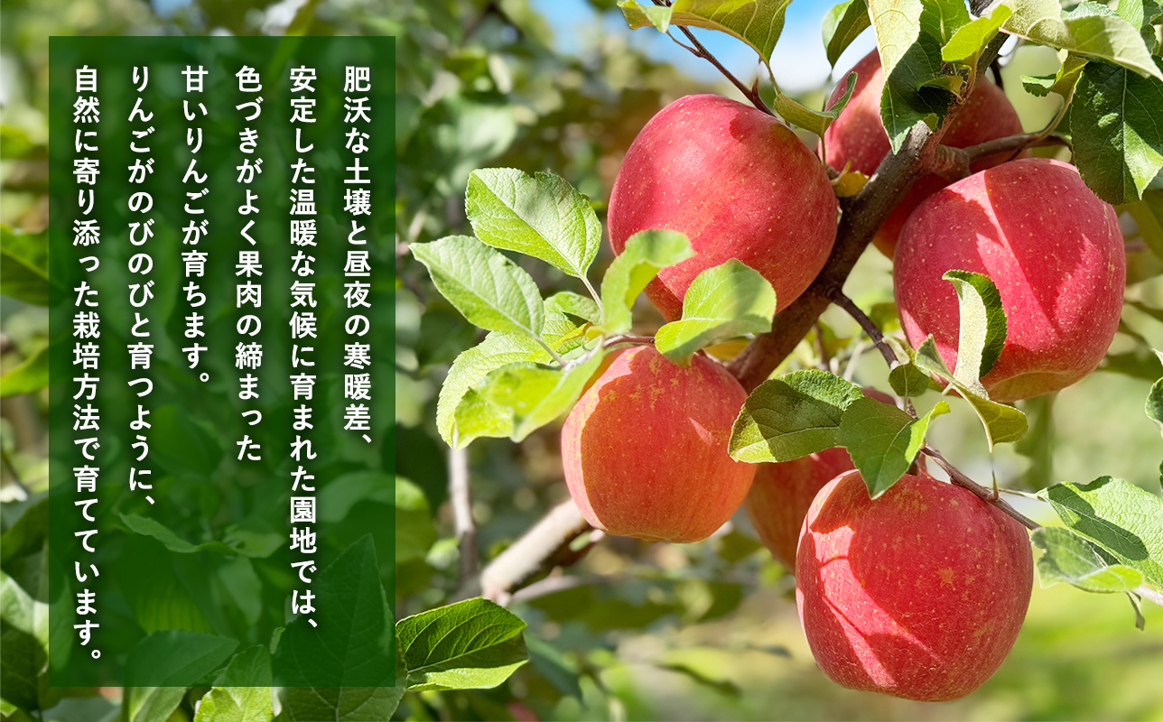 ≪令和8年産先行受付≫家庭用王林約3kg【青森県 平川市 山内ファーム】家庭用 平川市産 青森りんご りんご リンゴ 林檎 完熟 おうりん オウリン お取り寄せ 先行予約 果物 くだもの フルーツ 
