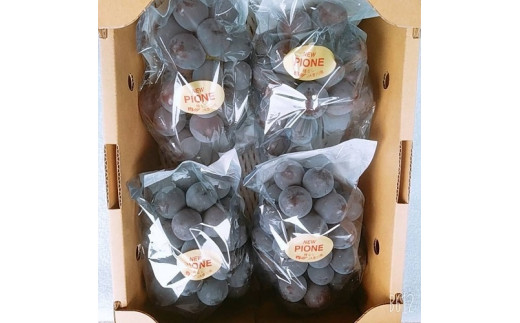 渡邊農園　ピオーネ2kg（3房～4房入り）【令和9年8月中旬頃発送！予約受付中】【B-80】
