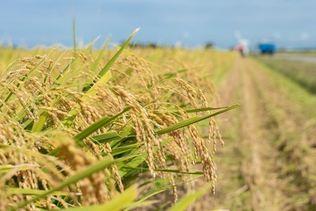 数量限定 【令和7年産先行予約】 山形県庄内産 小池半左衛門のお米 特別栽培米 つや姫 精米 10kg (5kg×2袋)