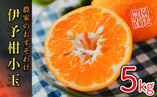 【2026年1月から発送予定】 宮内伊予柑 家庭用 小玉 5kg 柑橘 みかん 果物 くだもの フルーツ おすすめ 人気 お取り寄せ グルメ ギフト 期間限定 数量限定 ご当地 愛媛県 松山市