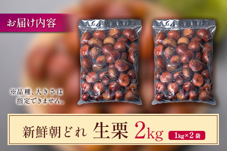 ＜期間限定＞国産 新鮮朝どれ（生栗）2kg お取り寄せ 産地直送 宝珠栗 数量限定 宮崎県新富町産【B669】