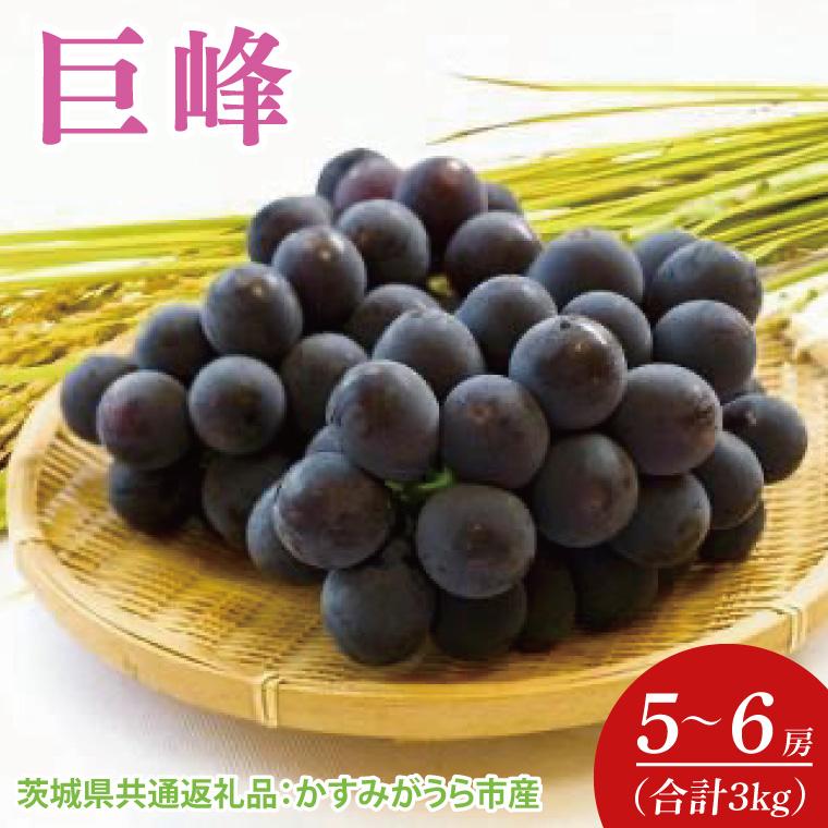 【先行予約】【2025年7月より発送開始】巨峰 3kg(5〜6房)（茨城県共通返礼品：かすみがうら市産）｜ぶどう 巨峰 果物 フルーツ くだもの 共通返礼品 先行予約 数量限定 茨城県 かすみがうら市産 大子町(CD158)