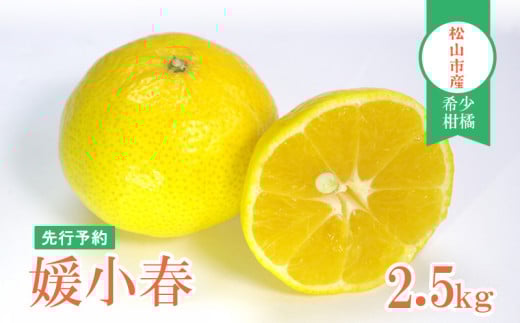 【先行予約】媛小春 2.5kg 家庭用 | 愛媛 松山 みかん ミカン mikan フルーツ 果物 くだもの 媛小春 ひめこはる 希少柑橘 農家直送 2.5キロ 数量限定 期間限定 送料無料 柑橘 愛媛県 松山市