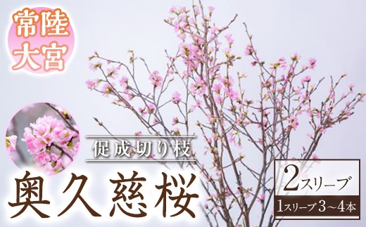 
                  ＜先行予約受付中！2026年12月下旬以降順次発送予定＞ 奥久慈桜 2スリーブ 促成切り枝 枝物 枝もの 切り枝 桜 さくら 生け花 インテリア 【JA常陸 奥久慈枝物部会】【ho1596】
                