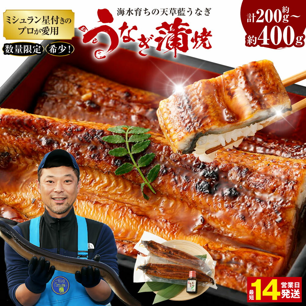 【ふるさと納税】【ミシュラン星付きのプロが愛用】数量限定 〈選べる容量〉海水育ちの天草藍うなぎ 蒲焼き 合計約200g（1尾）合計約400g（2～3尾）【合計約200g（1尾）または 合計約400g（2～3尾）】 うなぎ 蒲焼き ウナギ 鰻 国産 蒲焼セット ギフト 老舗 贈答品 送料無料