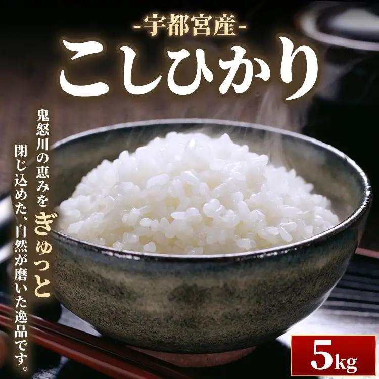 宇都宮産こしひかり 5kg | 米 精米 お米 こめ 新米 単一米 コシヒカリ 国産 栃木県 鬼怒川