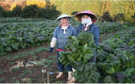 【3回定期便】高菜乃華 3個入りセット 高菜漬一筋-前田食品工業 辛子めんたい高菜 辛子高菜 葉がくれ ag002