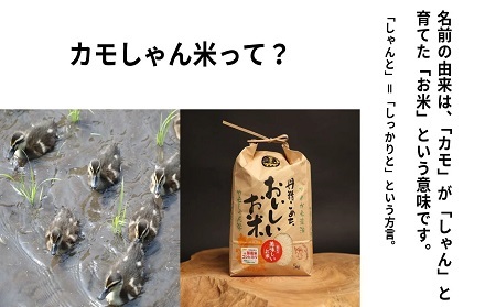 【3回定期便】令和6年度産島根県飯南町産コシヒカリ 「カモしゃん米」5kg 【 こしひかり お米 農家直送 無農薬 化学肥料不使用 玄米 精米 選択可能 安心 安全 新米 令和6年度産 D-53】