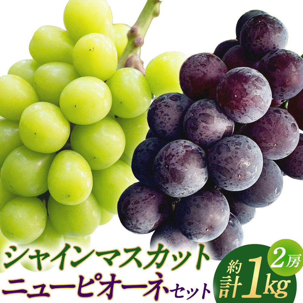 【ふるさと納税】【うちとくだもん】のシャインマスカットとニューピオーネ 2種セット 計2房（各1房） 計約1kg ぶどう ブドウ 葡萄 大粒 フルーツ くだもの 果物 果実 デザート 大分県産 国産 大分県 竹田市 送料無料 【2026年10月上旬～11月下旬まで順次発送予定】