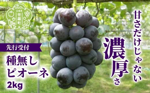 種無しピオーネ2kg(4房)【2026年9月上旬以降順次発送】安井農園 ぶどう ブドウ 葡萄 ピオーネ フルーツ 果物 くだもの 産地直送 世羅 A009-01