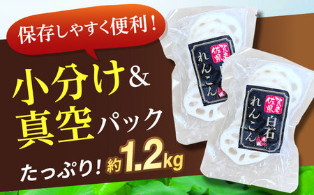 水煮れんこん 約120g×10袋（カット有り/真空パック） / れんこん [IBN004]