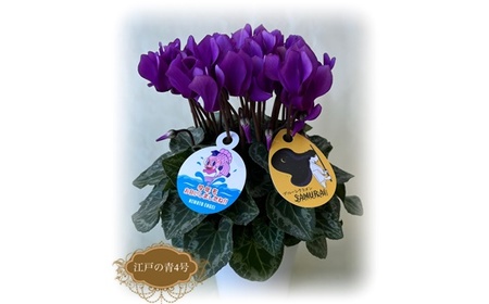 【先行予約】シクラメン 江戸の青 ブルー 4号 花ギフト 根本園芸 | 福島県 南相馬市 農林水産大臣賞