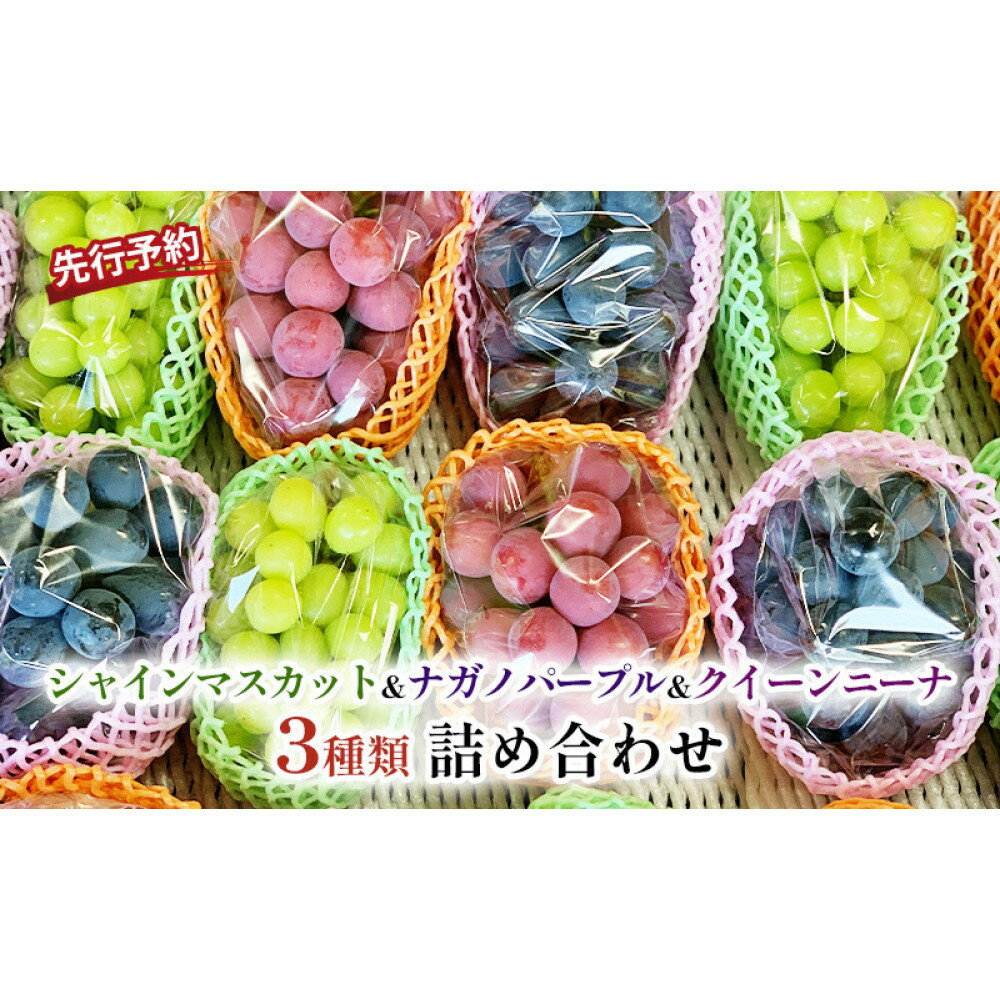 【ふるさと納税】おかべ農園　長野市産 ぶどう3種類の詰合せ(ナガノパープル・シャインマスカット・クイーンニーナ) 贈答用【2026年9月下旬頃発送予定】 | ナガノパープル シャインマスカット クイーンニーナ フルーツ ぶどう 果物 長野 信州 ふるさと納税