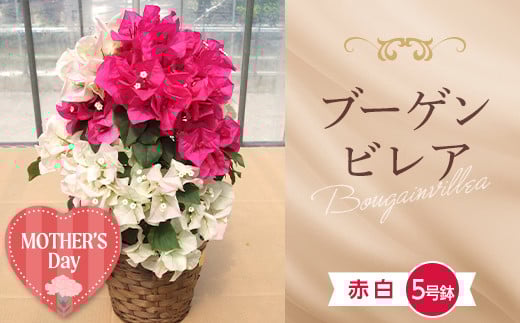≪先行予約≫【母の日】産地直送 ブーゲンビレア 赤 白 ミックス 5号鉢（鉢横幅約15cm） メッセージカード付き 2026年5月7日から順次発送 花 フラワー 植物 記念日 誕生日 お祝い ギフト プレゼント ブーゲンビリア F22X-182
