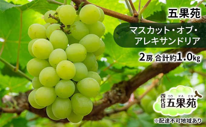ぶどう 2026年 先行予約 マスカット・オブ・アレキサンドリア 2房 合計約1.0kg ぶどう フルーツ 果物 贈り物 ギフト 岡山 五果苑 