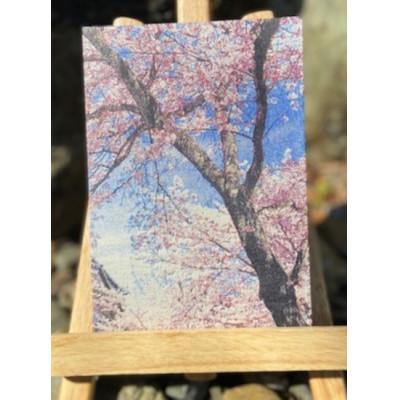 ふるさと納税 与謝野町 御城印帳(犬山城 桜) |  | 01