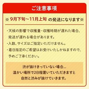 先行予約 和歌山県産 平核無柿 贈答用 赤秀 8～13玉【 柿 種無し たねなし ひらたね たねなし柿 和歌山県 九度山町】