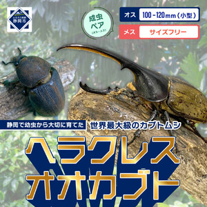 （ペア）ヘラクレスオオカブト小型オス（100-120mm）&メス（サイズフリー）【配送不可：北海道・沖縄・離島（一部除く】□