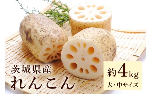 れんこん（大・中サイズ） 4kg 野菜 れんこん レンコン 蓮根 国産 8月上旬～2月中旬まで順次発送予定 51-A
