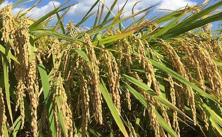 令和７年産・玄米『みどり豊』５kg　10月中旬頃から発送
