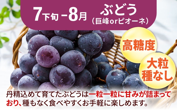 フルーツ 果物 くだもの もも ぶどう シャインマスカット 定期便 旬
