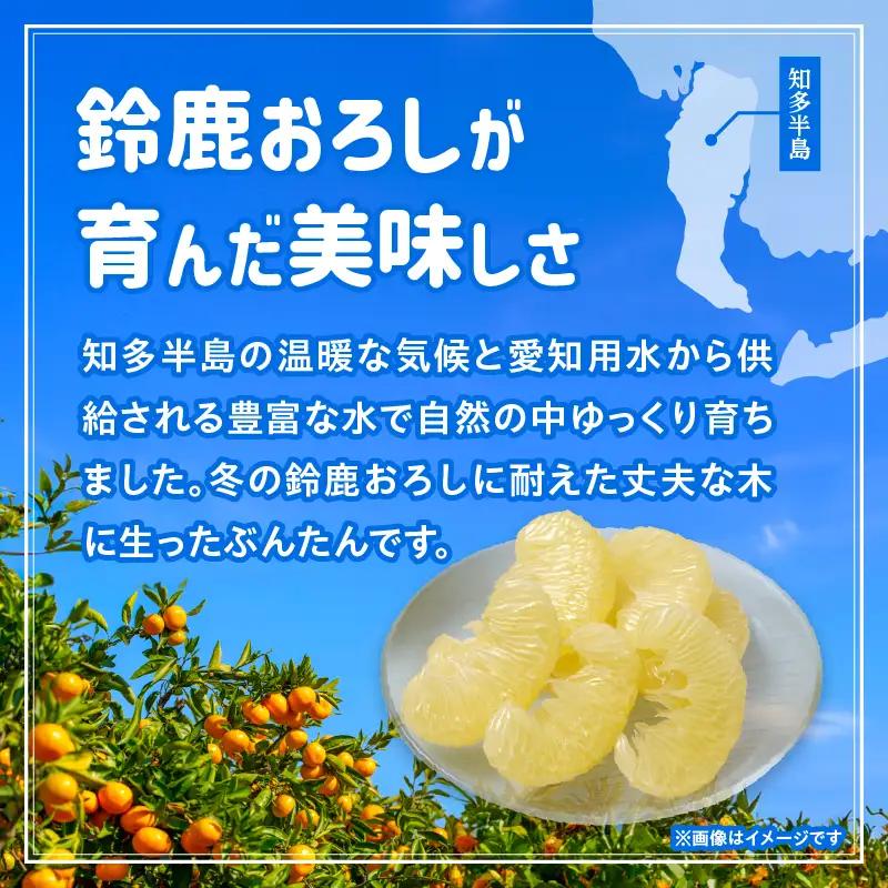 【先行予約】【訳あり】常滑ハッピーぶんたん 1.5kg（2～3個）｜ぶんたん フルーツ 常滑市