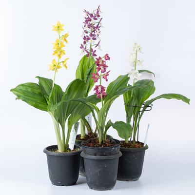 ふるさと納税 いちき串木野市 【個数限定】<3月末まで受付 >寿峰苑特選えびね蘭店主おすすめ開花済Bコース |  | 01