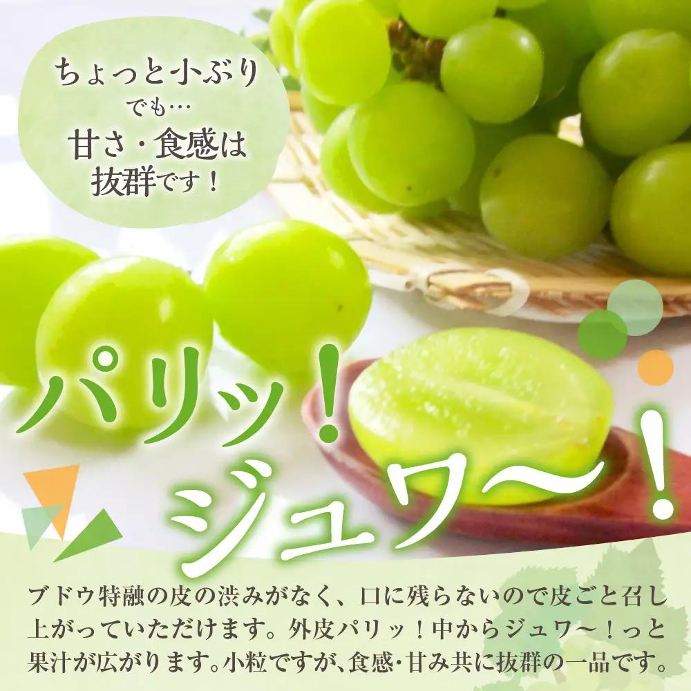 【2026年11月下旬発送】 【訳あり】 シャインマスカット 1.2kg 家庭用 青森