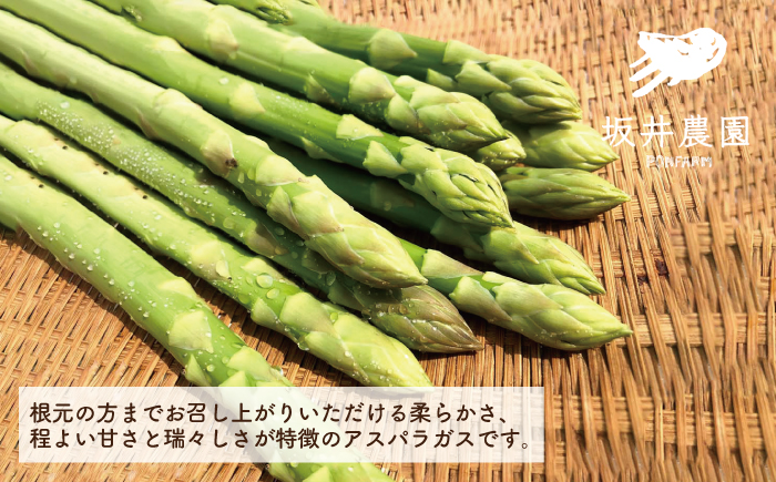 【3月上旬以降発送！】TVでも紹介！サイズが豊富で食卓楽しい！ アスパラガス 1kg＜坂井農園＞那珂川市 野菜 [GBP001]