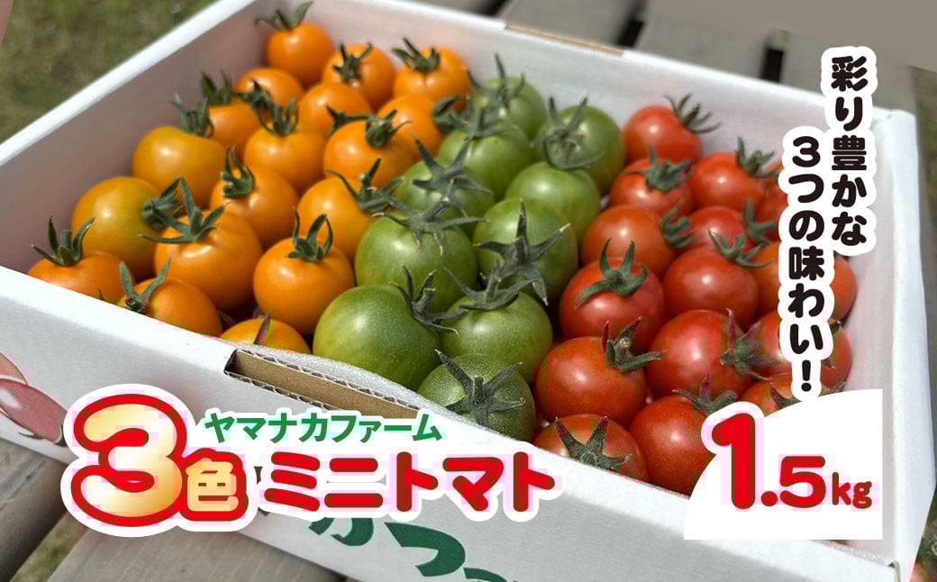 
            3色ミニトマト　1.5㎏  SHAK001 ふるさと納税 トマト リコピン サラダ イタリアン 健康 美容 千葉県 白子町 送料無料
          