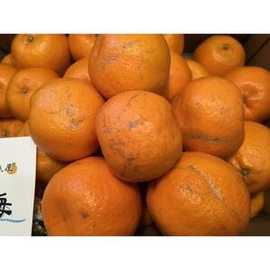 太陽と海のポンカン5kg【家庭用】【C73-5】【1491887】