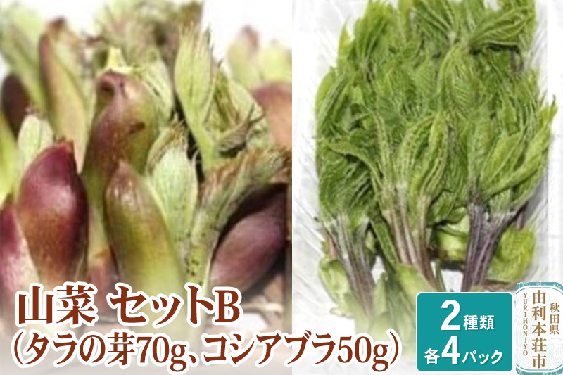 
            山菜セットB（タラの芽70g×4 コシアブラ50g×4）天然  （発送は4月～5月頃）
          