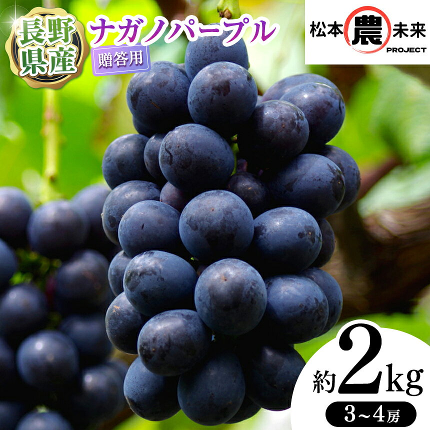 【ふるさと納税】【先行受付】〔松本農未来project〕贈答用 ナガノパープル 約2kg (3房～4房)【長野県オリジナル品種】 │ 信州 果物 ぶどう ナガノパープル フルーツ ブドウ 長野県 松本市 贈答用 果樹 ジューシー 甘い