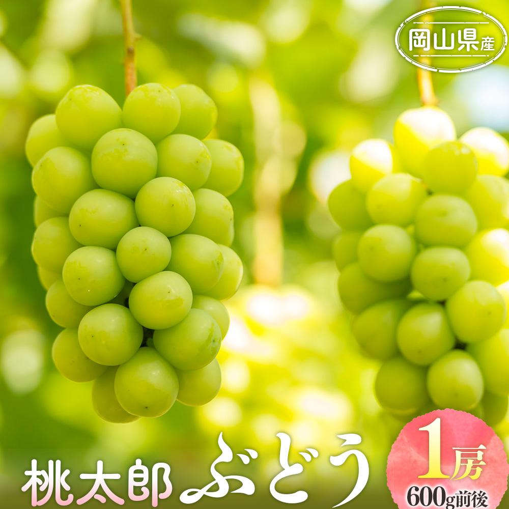 【ふるさと納税】ぶどう 2025年 桃太郎 ぶどう 1房 600g前後 ブドウ 葡萄 岡山県産 国産 フルーツ 果物 ギフト | フルーツ 果物 くだもの 食品 人気 おすすめ 送料無料