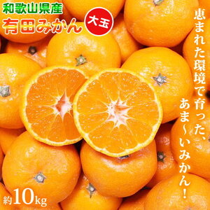  【2026年先行予約】（大玉） 和歌山県産 有田みかん 10kg ひとつひとつ手選別で厳選！生産者から直送_ZN6004n
