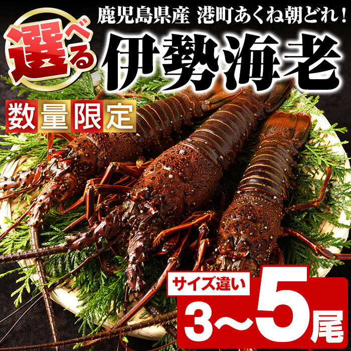 【ふるさと納税】＜先行予約受付中！2025年9月中旬以降順次発送予定＞＜内容量が選べる！＞期間・数量限定！鹿児島県産 伊勢海老(3〜5尾) 国産 鹿児島県産 海老 えび エビ 伊勢海老 味噌汁 刺身 海鮮 海の幸 海産物 小サイズ 【福美丸水産】
