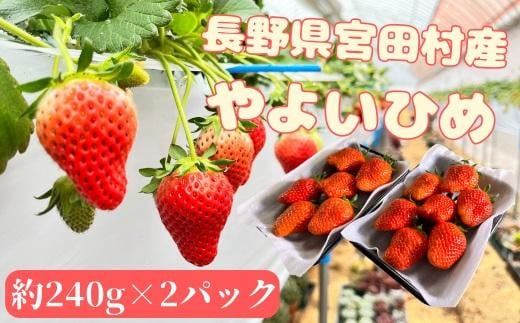 
                  宮田村産　ウエストファームのいちご　やよいひめ　約240g×2パック（ 果物 フルーツ 上伊那 長野 信州 産地直送  新鮮 甘い 甘酸っぱい お取り寄せ 人気 ギフト 贈答 お祝い プレゼント スイーツ デザート ビタミンC 限定 国産 日本産 ）
                