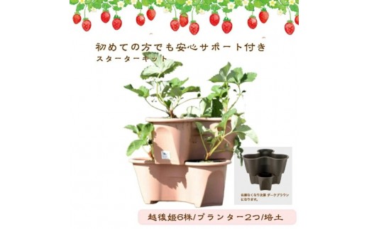 
                  【在庫がなくなり次第 終了】越後姫 栽培キット 6株 いちご 苺 苗 新潟県 上越市 苺の花ことば
                