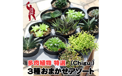 多肉植物特選ハオルチア・ガステリア・リプサリス3種【gsa913-haru-2A】