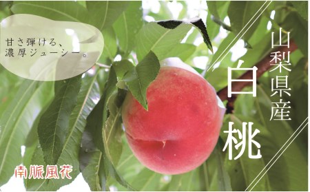 【2026年発送先行予約】山梨県産白桃1.8kg相当 ALPAJ018