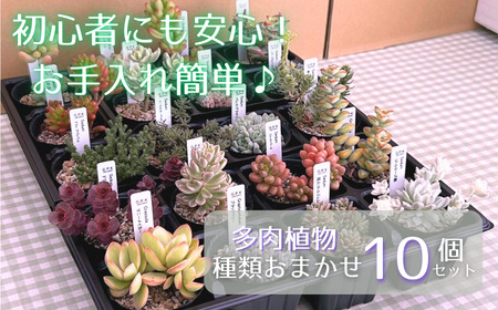 多肉植物 おまかせ 10個 セット 【多肉屋GPK】／ インテリア インテリア植物 おしゃれインテリア オシャレ おしゃれ 多肉 観葉植物 植物 おまかせセット 人気 高評価 贈答 贈り物 趣味 ギフト プレゼント ナチュラル 自然 かわいい ミニサイズ 玄関 室内 飾れる １０個 オススメ おすすめ